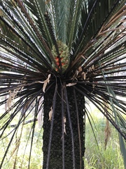 Macrozamia moorei