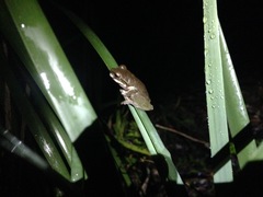 Ranoidea kroombitensis