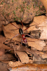 Leptomyrmex tibialis