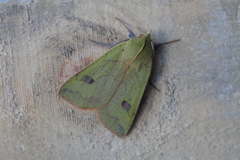 Herminiocala pallidoides