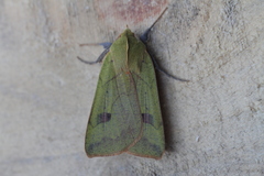 Herminiocala pallidoides