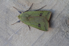 Herminiocala pallidoides