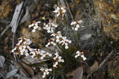 Stylidium junceum