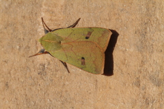 Herminiocala pallidoides