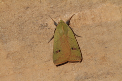Herminiocala pallidoides