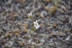Stylidium androsaceum