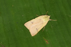 Herminiocala pallidoides