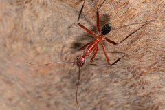 Leptomyrmex tibialis
