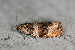 Celypha flavipalpana