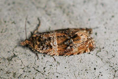 Celypha flavipalpana