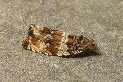 Celypha flavipalpana