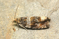 Celypha flavipalpana