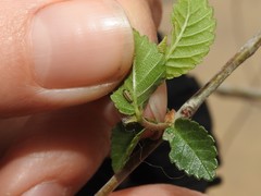 Xanthogaleruca luteola