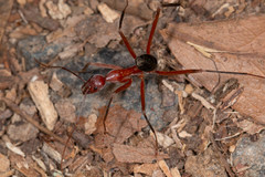 Leptomyrmex tibialis