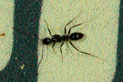 Leptomyrmex burwelli