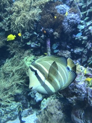 Zebrasoma