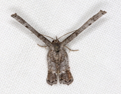 Phazaca interrupta