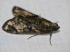 Salma melapastalis