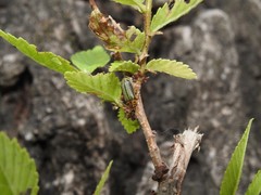 Xanthogaleruca luteola