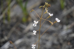 Stylidium spinulosum