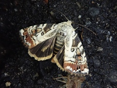 Dimorphicosmia variegata