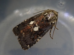 Dimorphicosmia variegata