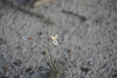 Stylidium spinulosum