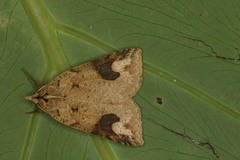 Herminiocala sabata