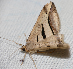 Chiasmia subcurvaria