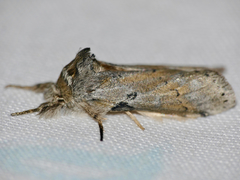 Leptolepida varians