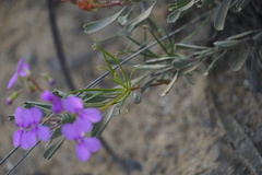 Stylidium scandens