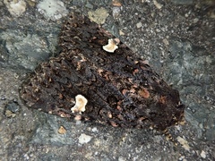Melanchra persicariae
