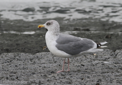 Larus argentatus argentatus