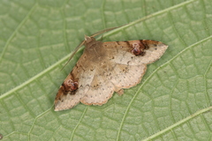 Orsa atripustula