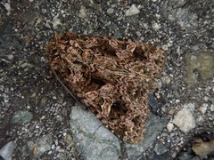 Sideridis mandarina