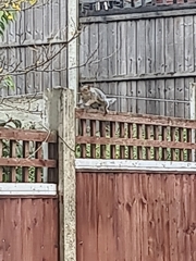 Sciurus carolinensis