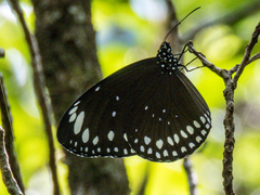 Euploea crameri bremeri