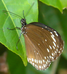 Euploea crameri bremeri