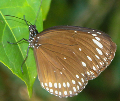 Euploea crameri bremeri