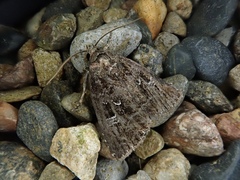 Protodeltote wiscotti