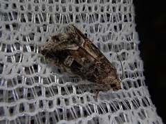 Protodeltote wiscotti