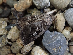 Protodeltote wiscotti