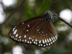 Euploea crameri bremeri