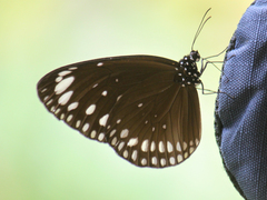 Euploea crameri bremeri