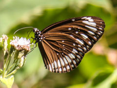 Euploea crameri bremeri