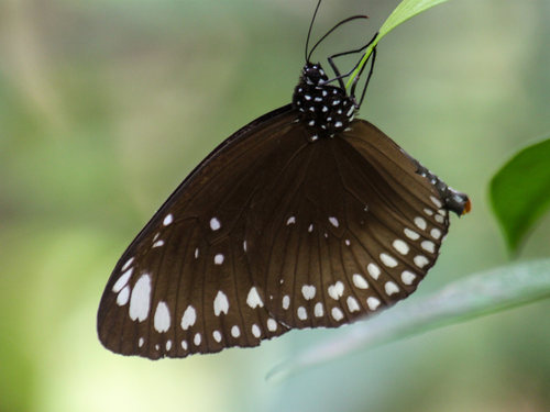 Euploea crameri