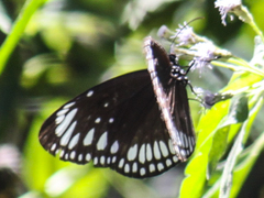 Euploea crameri bremeri