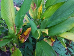 Curcuma longa