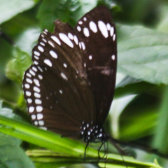 Euploea crameri bremeri