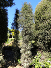 Pittosporum turneri